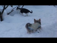 軽快に飛び跳ねる猫と雪にズボッとはまるわんこがかわいい！