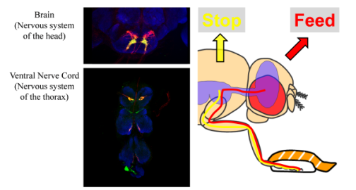 右：食物情報伝達の模式図。同じ甘味を感じる神経細胞でも、肢(あし)から脳へ繋がるものと、腹神経索へ繋がるものではそれぞれ役割が異なる。 左：2種類の甘味受容体神経の顕微鏡写真。食物の摂取をうながす神経（上段：赤）と、食物の上で歩行を抑制する神経（下段：緑）。