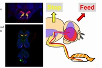 右：食物情報伝達の模式図。同じ甘味を感じる神経細胞でも、肢(あし)から脳へ繋がるものと、腹神経索へ繋がるものではそれぞれ役割が異なる。 左：2種類の甘味受容体神経の顕微鏡写真。食物の摂取をうながす神経（上段：赤）と、食物の上で歩行を抑制する神経（下段：緑）。