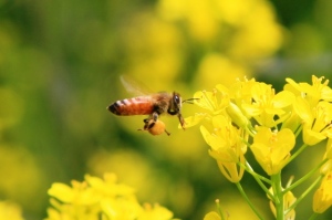 3月8日は、1985年に全日本ミツバチ協同組合と日本養蜂はちみつ協会が制定した「ミツバチの日」