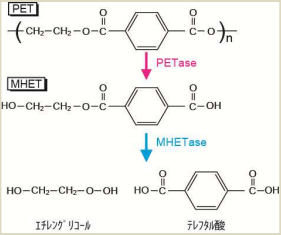 PETの化学式と、発見された細菌によって分解された後の化学式（慶応大学発表資料より）