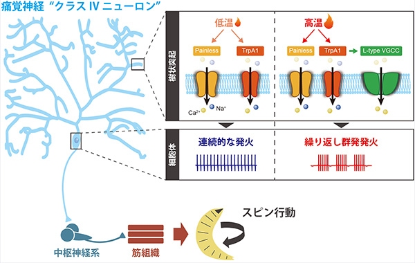 痛覚ニューロン自身が積極的に発火パターンを調節することで、個体の行動パターン選択を制御している。（京都大学の発表資料より）