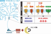 痛覚ニューロン自身が積極的に発火パターンを調節することで、個体の行動パターン選択を制御している。（京都大学の発表資料より）