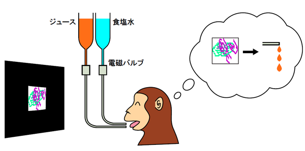 実験装置とサルに行わせた課題の概要を示す図。サルは、数秒後に、口元のチューブから、ジュースがでてくるのか、食塩水がでてくるのかを、スクリーンに呈示された図形のカテゴリーを基に予測する。一定期間の訓練の後、サルは、ジュースを予測すると、それが口元のチューブから出てきたときに取りこぼしなく飲めるようにチューブを舐めながら待ち、食塩水を予測すると、それを飲まないで済むように口を閉じて待つようになった。（東北大学の発表資料より）