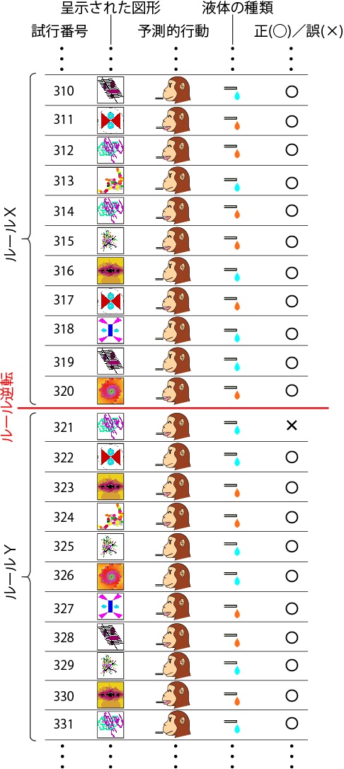 課題のルールが逆転する前後でのサルの行動を示す図。ルールＸのもとでは、カテゴリーＡの図形がジュース、カテゴリーＢの図形が食塩水を予告する刺激となっているが、ルールＹのもとでは、その関係が逆になっている。この例では、320試行目と321試行目の間でルールがＸからＹに変わっているが、サルにはルールが逆転したことについての手掛かりは一切与えられていない。サルは一つの図形の意味が変化したことを経験しただけで（321試行目）、ほかの図形についても意味が変化するということを予測しながら取るべき行動を選択していることがわかる（322試行目～328試行目）。これは、サルが、ルールの逆転に際して、図形と液体の関係を試行錯誤的に記憶し直しているのではなく、カテゴリーを使って各図形の後に与えられる液体を予測していることを示している。（東北大学の発表資料より）
