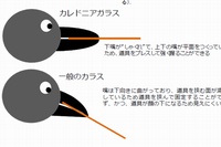 カレドニアガラスと一般のカラスのくちばしの違いを示す図。（慶應義塾大学の発表資料より）