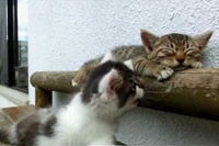 この可愛さなんですか！！寝ている猫も遊んでる猫も可愛すぎです！！