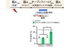 アルツハイマー病のマウスが記憶を思い出したことを示す実験結果（写真：理化学研究所発表資料より）
