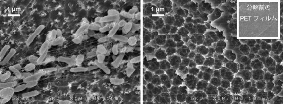 左：PET フィルム上で生育する201-F6 株。右：フィルム表面を洗浄後、観察される分解痕（慶應義塾大学の発表資料より）