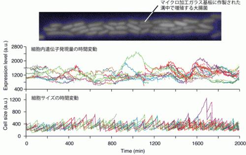 1細胞計測システム「ダイナミクスサイトメーター」によって観察される大腸菌の顕微鏡写真（上段）、観察画像の解析によって得られる個々の細胞内での遺伝子発現量の表現型ゆらぎ（中段）、細胞サイズの表現型ゆらぎ（下段）。（東京大学の発表資料より）