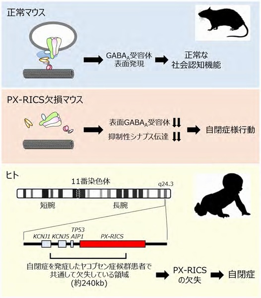 PX-RICSを欠損するマウスでは、GABAA受容体輸送複合体が形成できず、GABAA受容体の表面発現が損なわれる結果、社会認知機能に障害をきたし、自閉症に類似した行動異常となって現れる。ヒトでは、11番染色体長腕の末端部が欠失するとヤコブセン症候群を発症するが、このときPX-RICSを含む領域が欠失すると、自閉症を合併することになる。（東京大学の発表資料より）