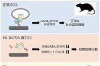 PX-RICSを欠損するマウスでは、GABAA受容体輸送複合体が形成できず、GABAA受容体の表面発現が損なわれる結果、社会認知機能に障害をきたし、自閉症に類似した行動異常となって現れる。ヒトでは、11番染色体長腕の末端部が欠失するとヤコブセン症候群を発症するが、このときPX-RICSを含む領域が欠失すると、自閉症を合併することになる。（東京大学の発表資料より）