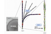 （1）アシネトバクター属最近Tol5の電子顕微鏡写真。細胞表面から出ている細い線がAtaAファイバー、（2）AtaAファイバー（全長）のタンパク質模式、（3）今回解明されたAtaAファイバー（一部）の立体構造（名古屋大学の発表資料より）