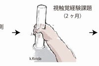 実験では、サルに馴染みのない素材を「見て触れる」経験をさせて、それらの実際の手触りを学習すると、脳活動にどのような変化が現れるのかを調べた。このため、実験では、サルに36本の素材を「見て触れる」課題（視触覚経験課題）を行わせました（2ヶ月間）。 そして、この課題の前後に、サルが素材の写真を「見ている」時の脳活動をfMRIを用いて計測した。（生理学研究所の発表資料より）