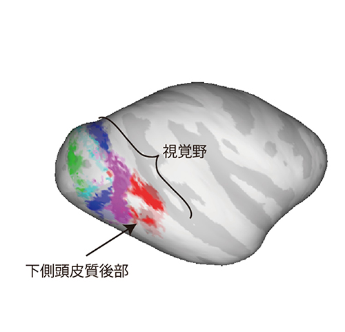 実験では視覚の情報処理に特化した視覚野の反応を詳細に調べた。視覚野は機能が異なる複数の部位に分かれている。赤色部位は下側頭皮質後部にあたる。（生理学研究所の発表資料より）