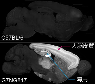 マウス固定脳における蛍光の発現パターンの矢状面（左右に分ける面）の断面図。上： 比較用の野生型（C57BL/6）マウス脳。下： 作製したG7NG817マウス脳。大脳皮質と海馬の一部に著しいG-CaMP7の発現がみられる。この強い発現のために、蛍光変化を頭蓋骨越しに測定することができる。（理化学研究所の発表資料より）