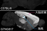 マウス固定脳における蛍光の発現パターンの矢状面（左右に分ける面）の断面図。上： 比較用の野生型（C57BL/6）マウス脳。下： 作製したG7NG817マウス脳。大脳皮質と海馬の一部に著しいG-CaMP7の発現がみられる。この強い発現のために、蛍光変化を頭蓋骨越しに測定することができる。（理化学研究所の発表資料より）