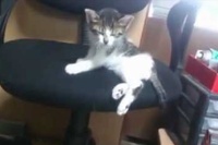 椅子へ移されてた子猫ちゃん、やっぱりここでは寝られないそうです！嫌、お膝がいいよ～と定位置へ。