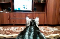 人も動物もTVを見るのを邪魔されるのは嫌いなようです！！