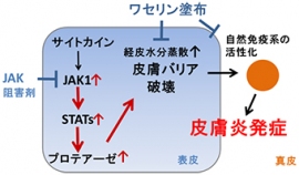 アトピー性皮膚炎マウスの発症メカニズム（理化学研究所発表資料より）