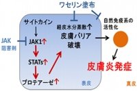 アトピー性皮膚炎マウスの発症メカニズム（理化学研究所発表資料より）