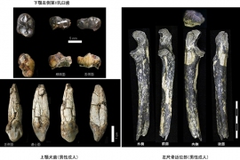 京都大学の中務真人教授らの国際研究チームは、大地溝帯の断層崖上に位置するナイロビ郊外のカンティスで猿人化石を発見した。写真は、発見された化石。(京都大学の発表資料より) 京都大学の中務真人教授らの国際研究チームは、大地溝帯の断層崖上に位置するナイロビ郊外のカンティスで猿人化石を発見した。写真は、発見された化石。(京都大学の発表資料より)