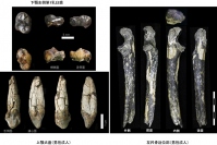 京都大学の中務真人教授らの国際研究チームは、大地溝帯の断層崖上に位置するナイロビ郊外のカンティスで猿人化石を発見した。写真は、発見された化石。（京都大学の発表資料より）