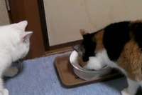 ネコの世界でも食事マナーは大事！スパルタ教育です！。