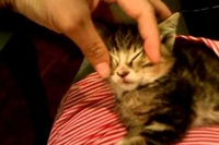 手で目をつむらせてほんの数秒で子猫はふにゃっと眠りにつきました！
