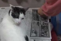 お母さんとネコちゃんの新聞をめぐる格闘はなかなか決着がつきません。