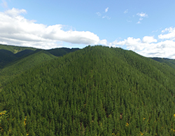 住友林業は、ニュージーランドのネルソン地区にある山林約3万ヘクタールを取得したと発表した。（写真：同社発表資料より）
