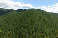 住友林業は、ニュージーランドのネルソン地区にある山林約3万ヘクタールを取得したと発表した。（写真：同社発表資料より）