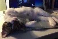 パソコンの上に乗って足を舐め、寝て、寝転がり遊ぶ・・・The ネコ！