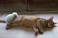まるで天使のよう！！健やかで穏やかな子猫の寝姿が可愛すぎる！