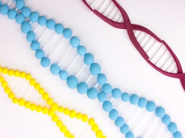 理化学研究所を含む国際共同研究グループは、別のDNA修復機構を利用したゲノム改変技術「HITI(ヒティ)」を開発、神経細胞や心筋細胞を含む非分裂細胞内ゲノム改変が可能となった。従来のゲノム編集では細胞が活発に分裂する最中に起こる相同組換え修復(傷ついたDNAを修復する機構の一種)の仕組みを利用した方法が取られていた。 理化学研究所を含む国際共同研究グループは、別のDNA修復機構を利用したゲノム改変技術「HITI(ヒティ)」を開発、神経細胞や心筋細胞を含む非分裂細胞内ゲノム改変が可能となった。従来のゲノム編集では細胞が活発に分裂する最中に起こる相同組換え修復(傷ついたDNAを修復する機構の一種)の仕組みを利用した方法が取られていた。