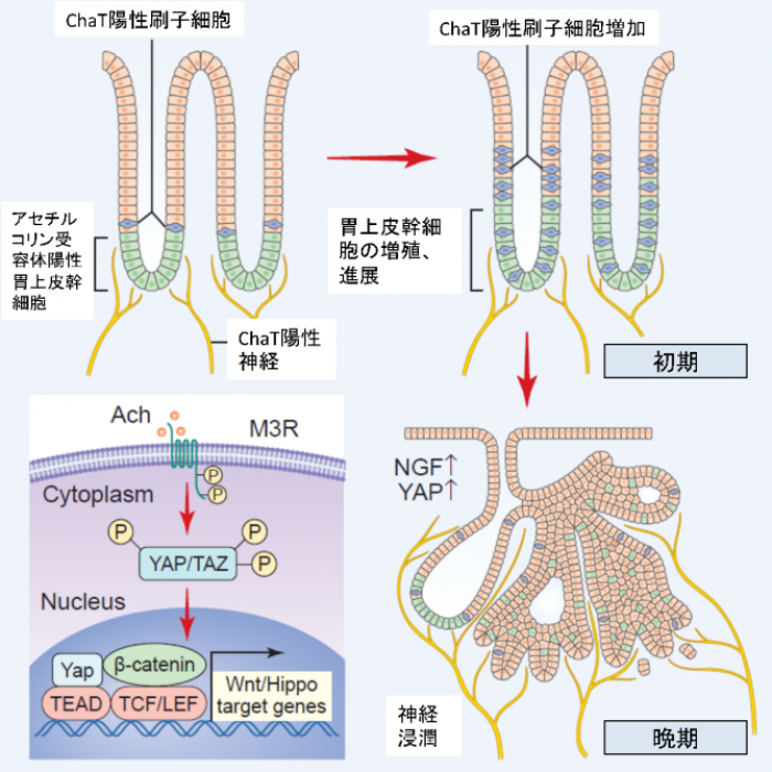 ストレスががんの成長を促進する様子。（図：東京大学発表資料より）