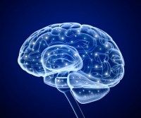 人間の脳は、一人あたり約1,000億個の神経細胞からなるといわれている。