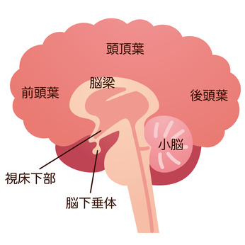 脳の断面図と各部名称。延髄は小脳の真下にある。