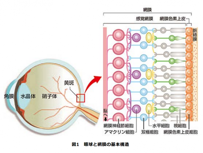 治療と管理