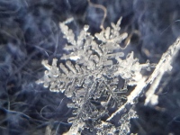 首都圏の降雪現象の実態を解明するために、気象庁気象研究所が雪の結晶の画像を募集している。雪を降らせる雲の特性を明らかにして、天気予報の精度の向上をはかる。(樹枝状六花・2017年1月20日気象研究所(茨城県つくば市)撮影:荒木健太郎氏)