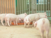 農研機構は、豚にアミノ酸バランスを改善した低蛋白質飼料を与えることにより、養豚施設から出る汚水の全窒素濃度を約65パーセントにまで低減できると発表した。汚水処理水の水質改善に極めて有用と見られ、温室効果ガスの抑制効果も期待されている。