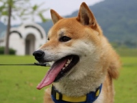 大阪府立大学とシャープが共同で犬のストレスを測定するセンサーを開発。数年後の実用化を目指している