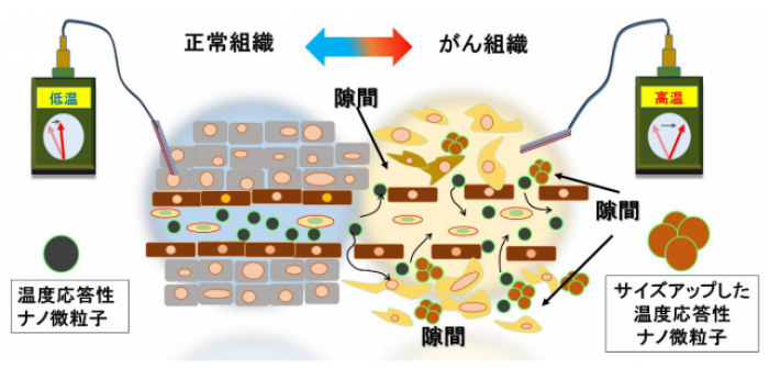 正常組織とがん組織との形態と温度の違い。（画像：九州大学発表資料より）