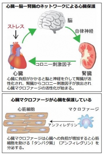 今回発見された臓器間ネットワークの図。（画像：千葉大学発表資料より）