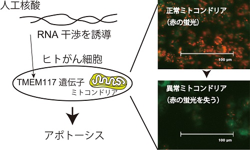 研究内容を示した図。（画像：東京工科大学発表資料より）