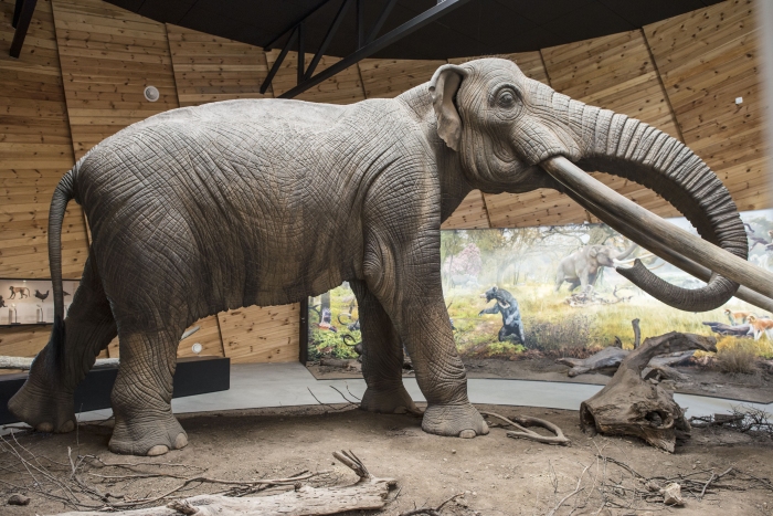 古代生物マストドンを原寸大で復元した像。