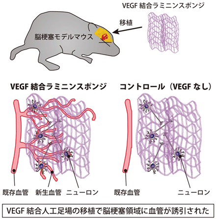 研究の概要。（図：東京医科歯科大学発表資料より）