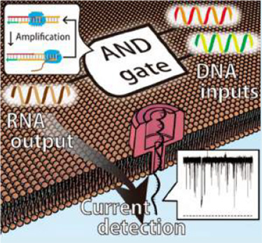 DNAコンピューティングの概説図。（イラスト：東京工業大学発表資料より）