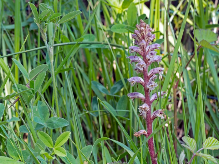 寄生植物ヤセウツボ。