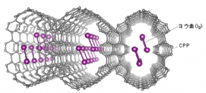 発見された複合体の結晶構造。（画像：名古屋大学、科学技術振興機構発表資料より）